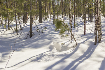 Image showing In the woods