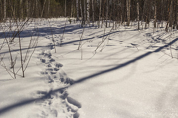 Image showing In the woods