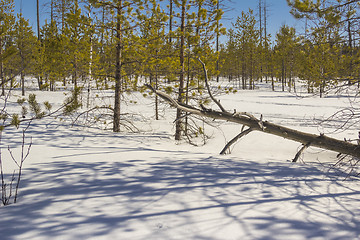 Image showing In the woods