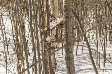 Image showing Feeders for birds   