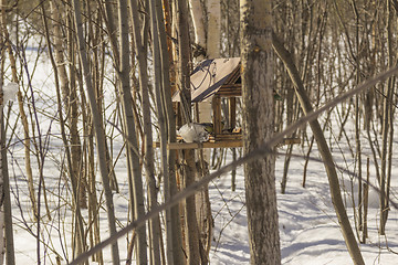 Image showing Feeders for birds   