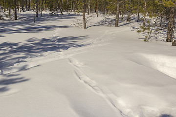 Image showing In the woods