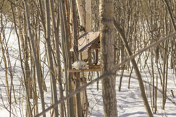 Image showing Feeders for birds   