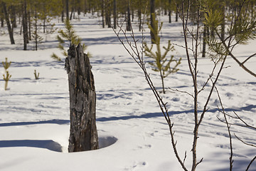 Image showing In the woods