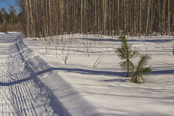 Image showing In the woods