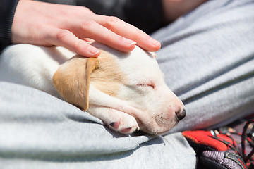 Image showing Mixed-breed cute little puppy in lap.