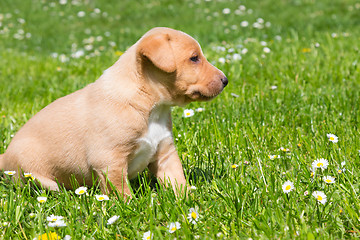 Image showing Mixed-breed cute little puppy on grass.