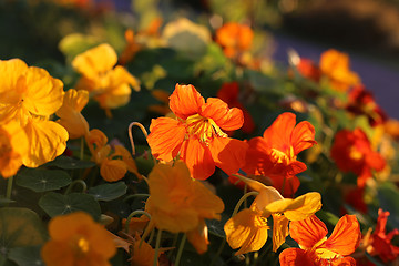 Image showing Bright orange nasturtium flowers