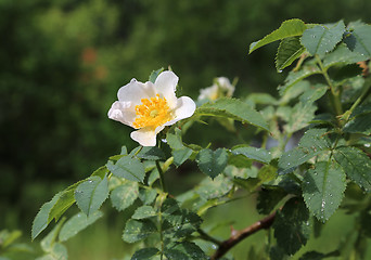 Image showing Beautiful flower of a white Dog Roses