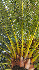 Image showing Branches of big palm tree