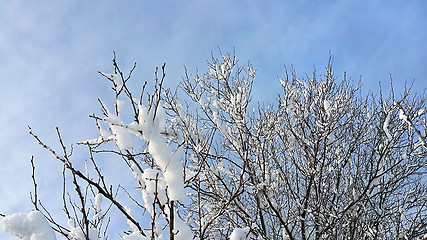 Image showing Branches of winter trees covered with snow