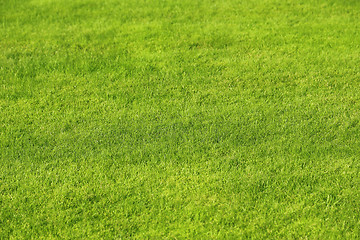 Image showing Green lawn background