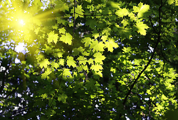 Image showing Green branches of maple with sunlight