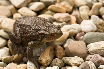 Image showing European common toad, bufo bufo outdoor