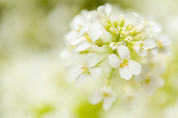 Image showing spring flower in garden with shallow focus