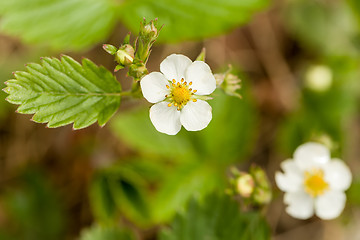 Image showing Blooming flowers strawberries