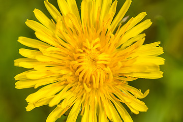 Image showing Yellow dandelion on a green background