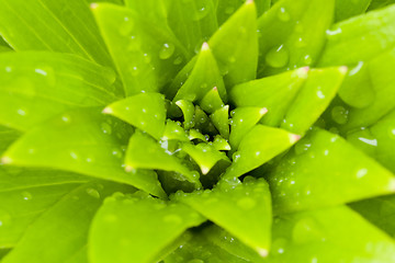 Image showing water drops on green plant leaf 