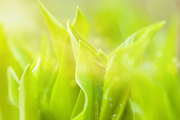 Image showing water drops on green plant leaf spring natural