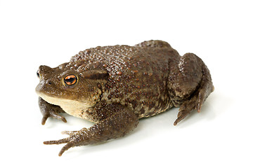 Image showing Common toad, bufo bufo, isolated 