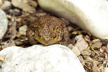 Image showing European common toad, bufo bufo outdoor