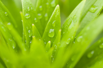 Image showing water drops on green plant leaf 