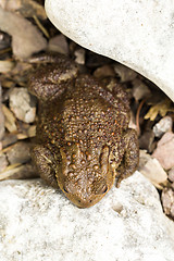 Image showing European common toad, bufo bufo outdoor