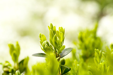 Image showing green plant spring background