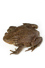 Image showing Common toad, bufo bufo, isolated 