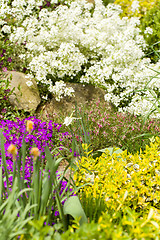 Image showing spring garden with flower, shallow focus