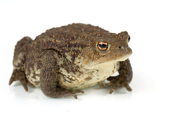 Image showing Common toad, bufo bufo, isolated 