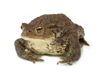 Image showing Common toad, bufo bufo, isolated 
