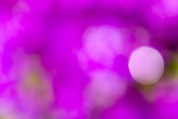 Image showing blurry background of flower