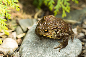 Image showing European common toad, bufo bufo outdoor