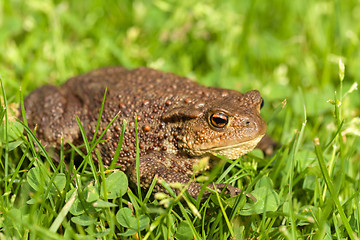 Image showing European common toad, bufo bufo outdoor