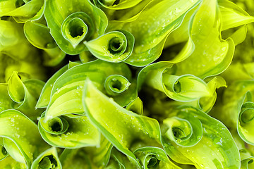 Image showing water drops on green plant leaf 