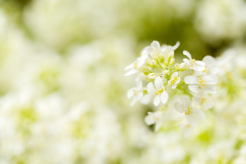 Image showing spring flower in garden with shallow focus