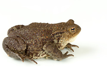 Image showing Common toad, bufo bufo, isolated 