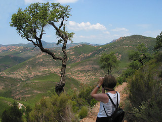 Image showing Cork oak