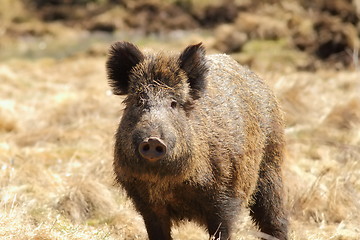 Image showing wild boar looking towards the camera