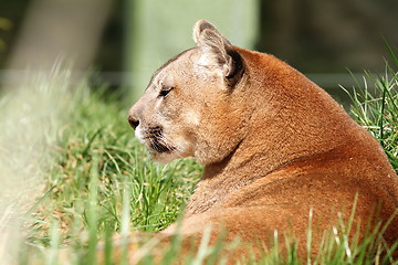 Image showing beautiful mountain lion at the zoo