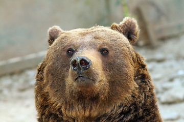 Image showing big brown bear portrait