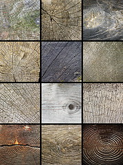 Image showing collage of wooden cut trunks textures