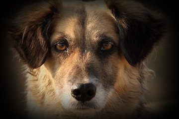 Image showing dog portrait