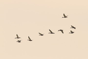 Image showing flock of wild ducks on the sky