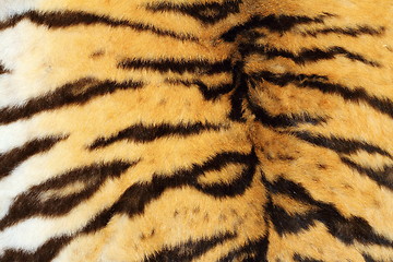 Image showing real tiger textured fur