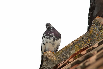 Image showing pigeon on roof
