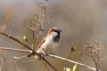 Image showing male house sparrow on twig 