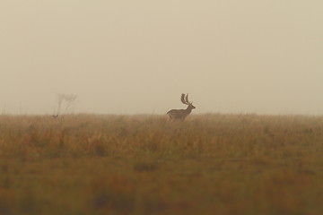 Image showing beautiful morning  landscape with fallow deer buck
