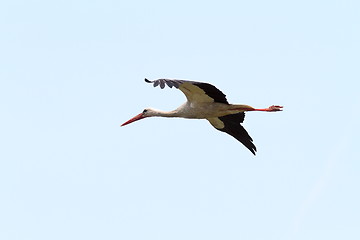 Image showing white stork fly image